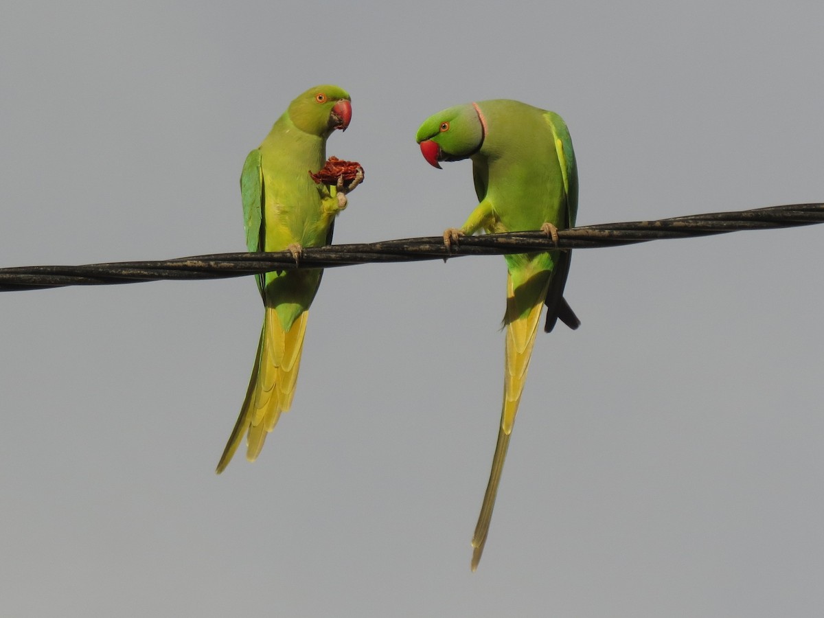 Rose-ringed Parakeet - ML202372901