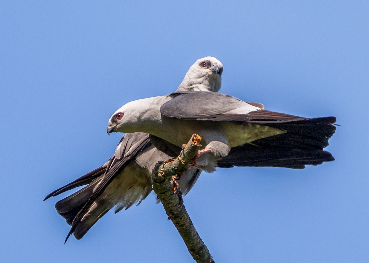 Mississippi Kite - Brian Smith