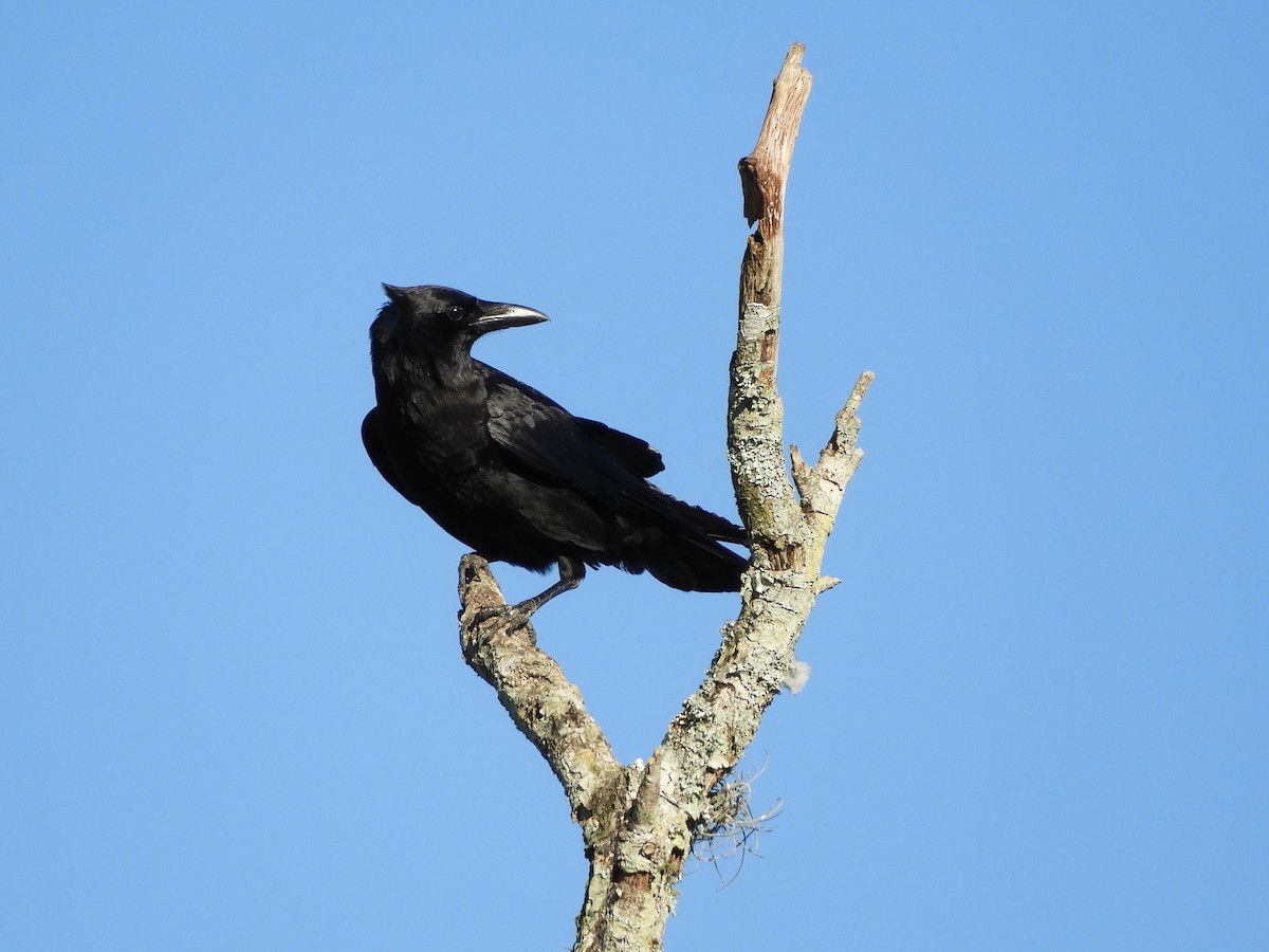 American Crow - ML202376031