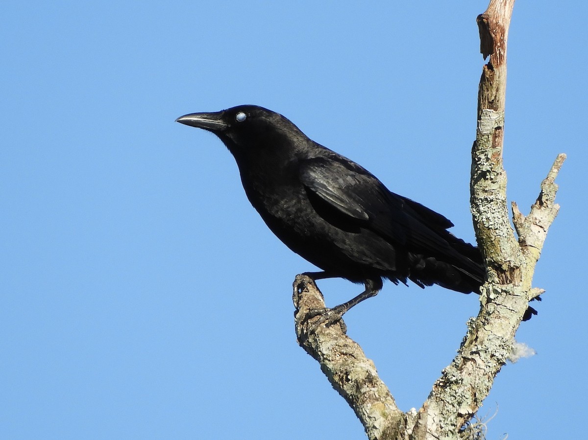 American Crow - ML202376051