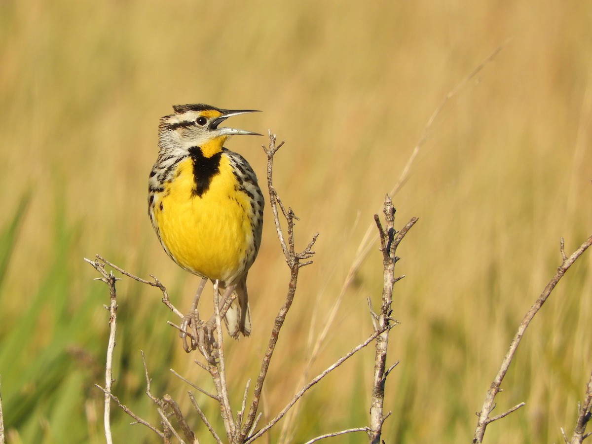 Eastern Meadowlark - Shane Carroll