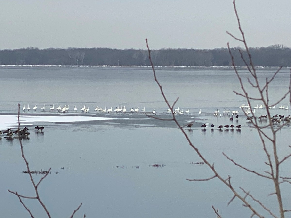 Tundra Swan - ML202378831