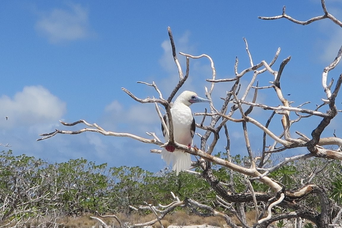 Red-footed Booby - ML202379791