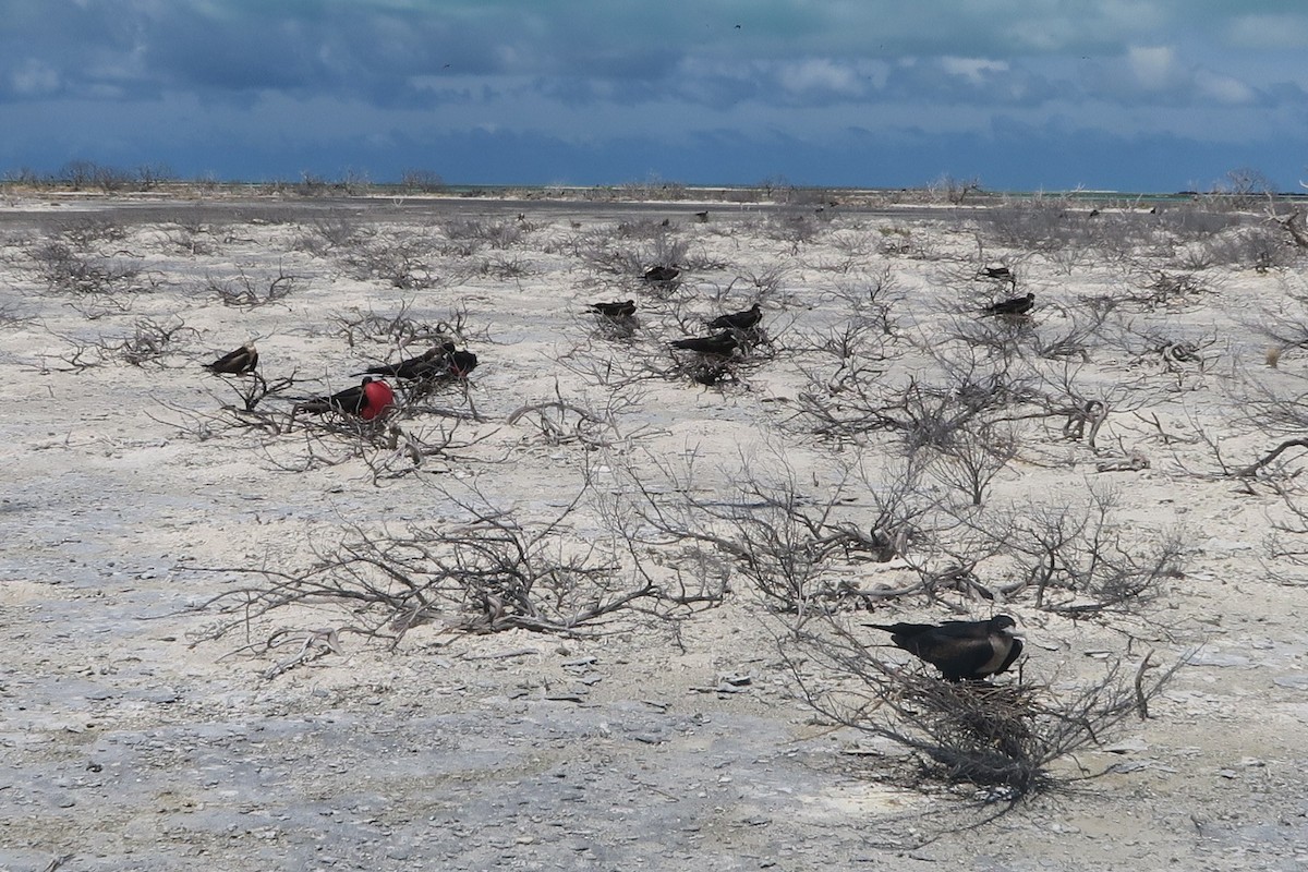 Great Frigatebird - ML202379851