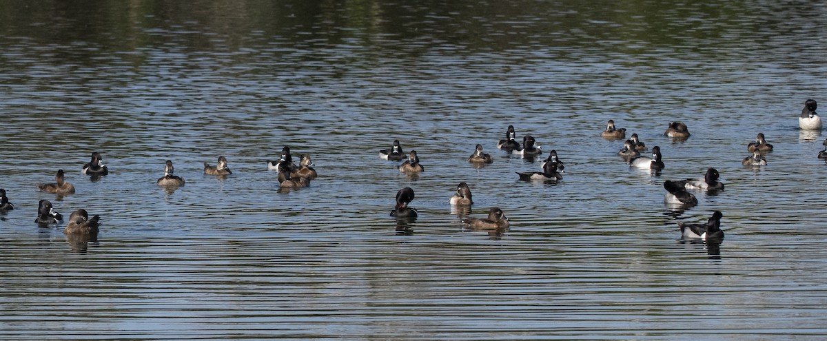 Ring-necked Duck - Adam Hull