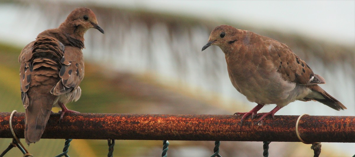 Zenaida Dove - ML202381511