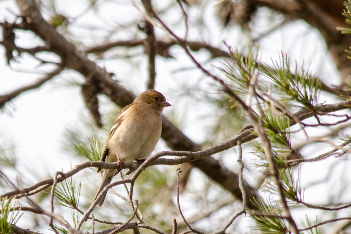 Common Chaffinch - ML202381931