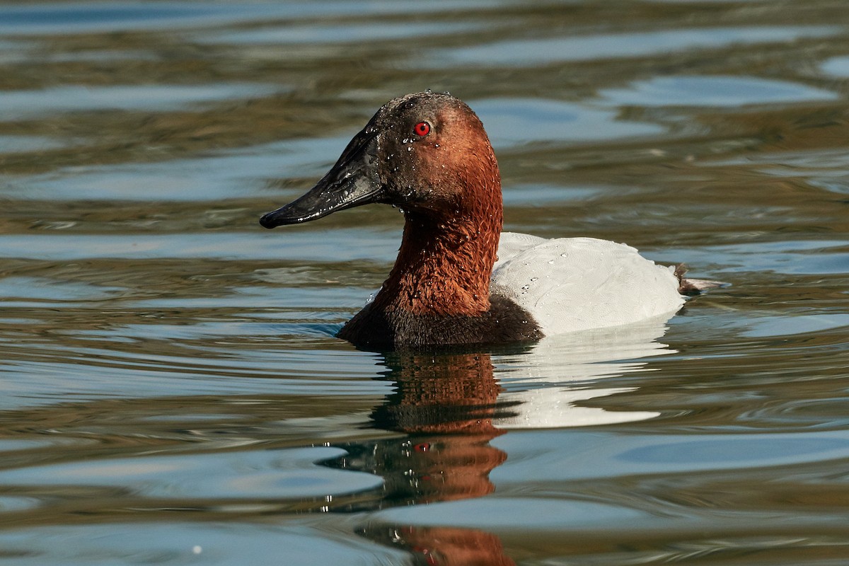 Canvasback - ML202382681