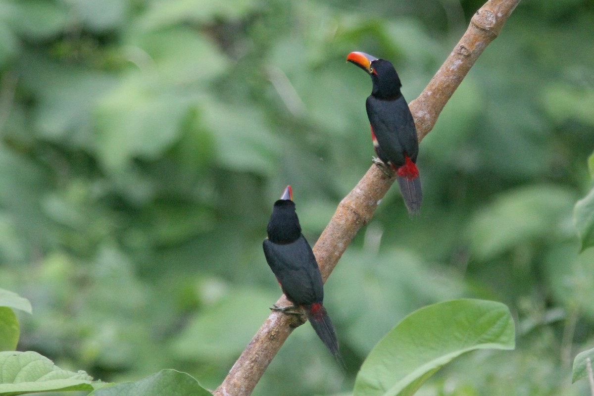 Fiery-billed Aracari - ML202382841