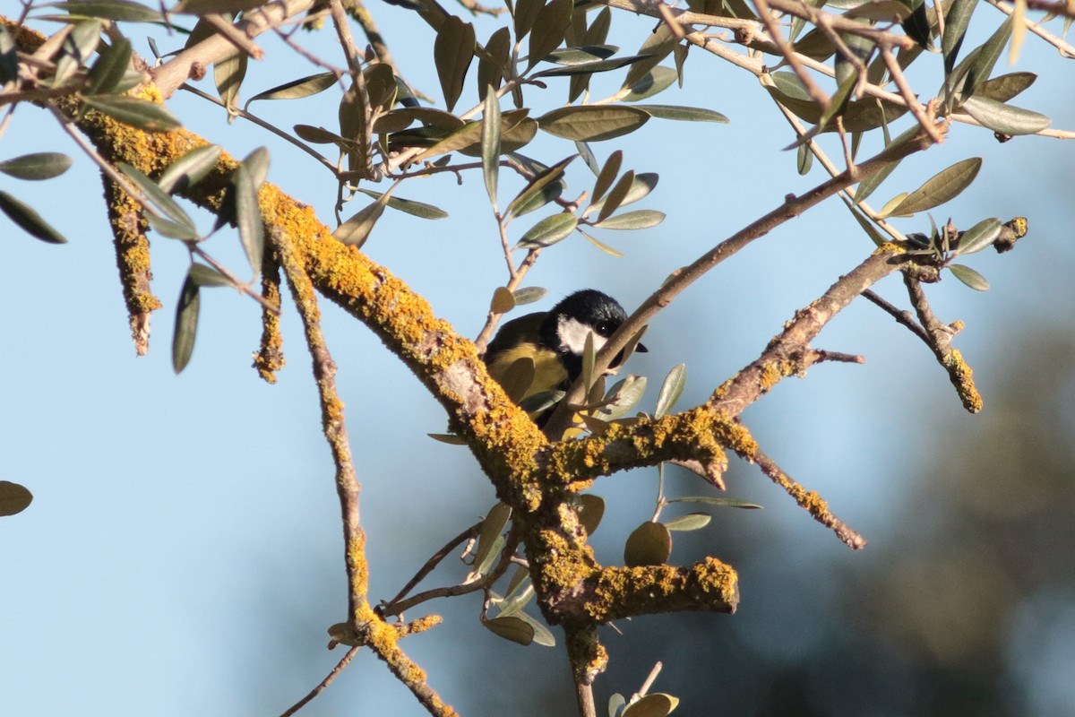 Mésange charbonnière - ML202383521