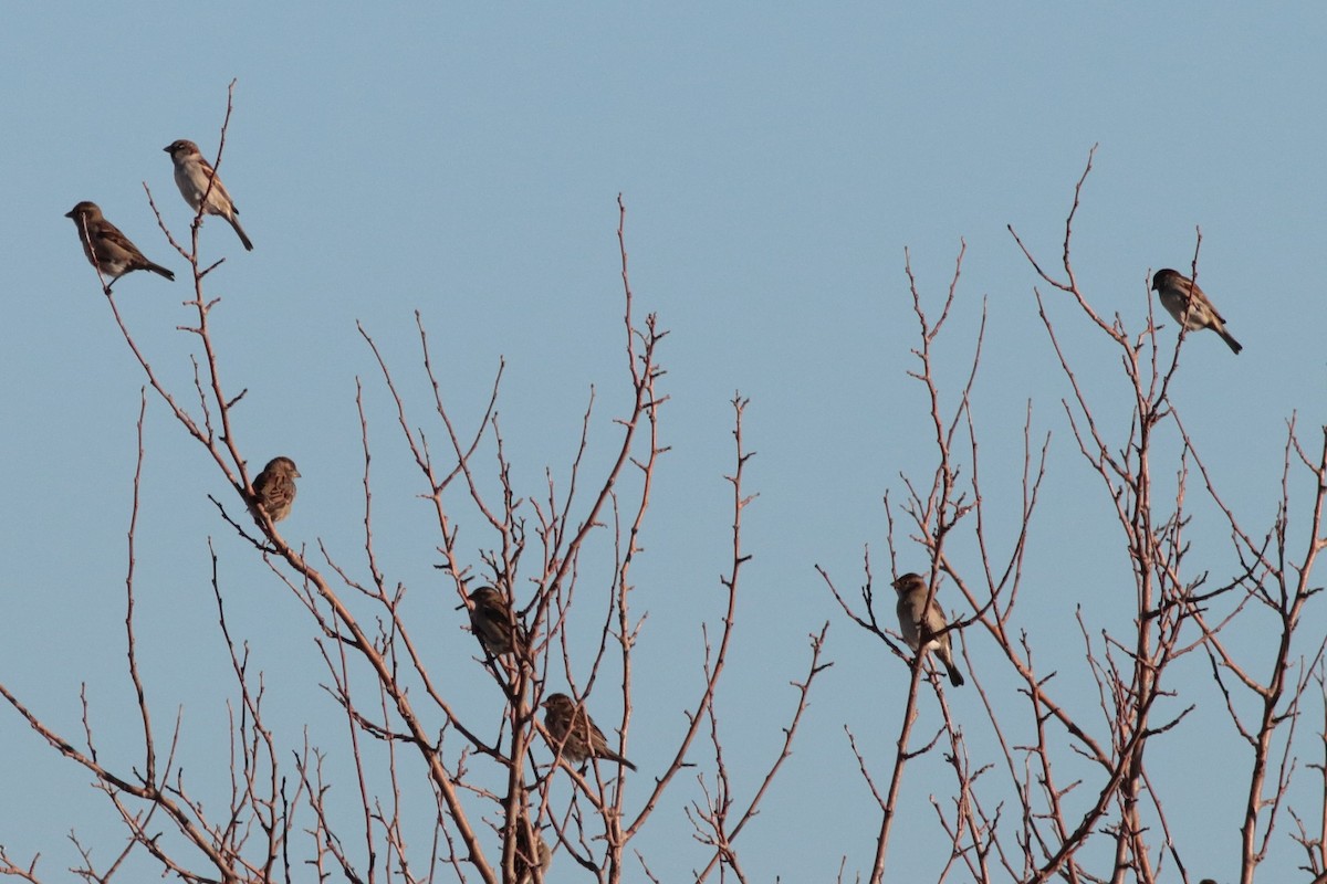 House Sparrow - ML202383831