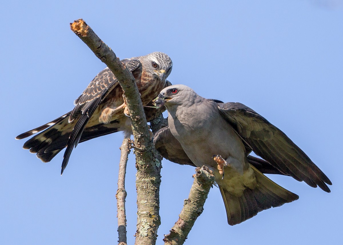 Mississippi Kite - Brian Smith