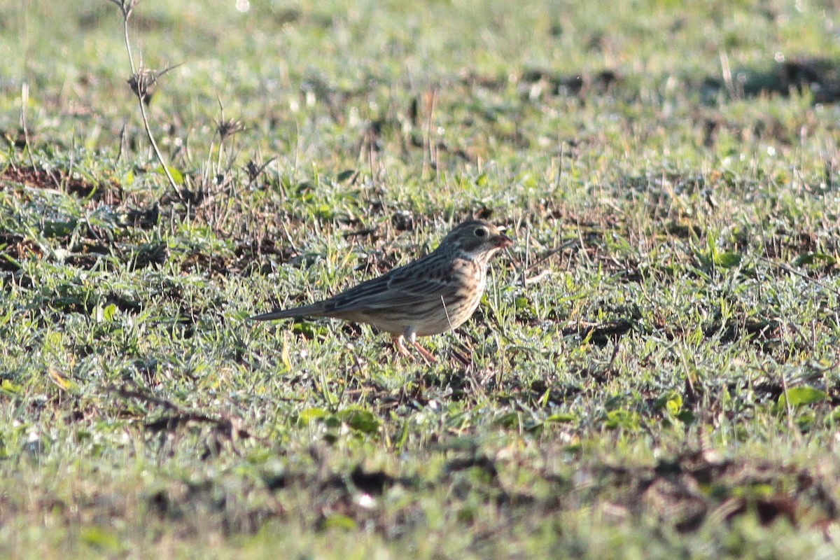 Corn Bunting - ML202383991