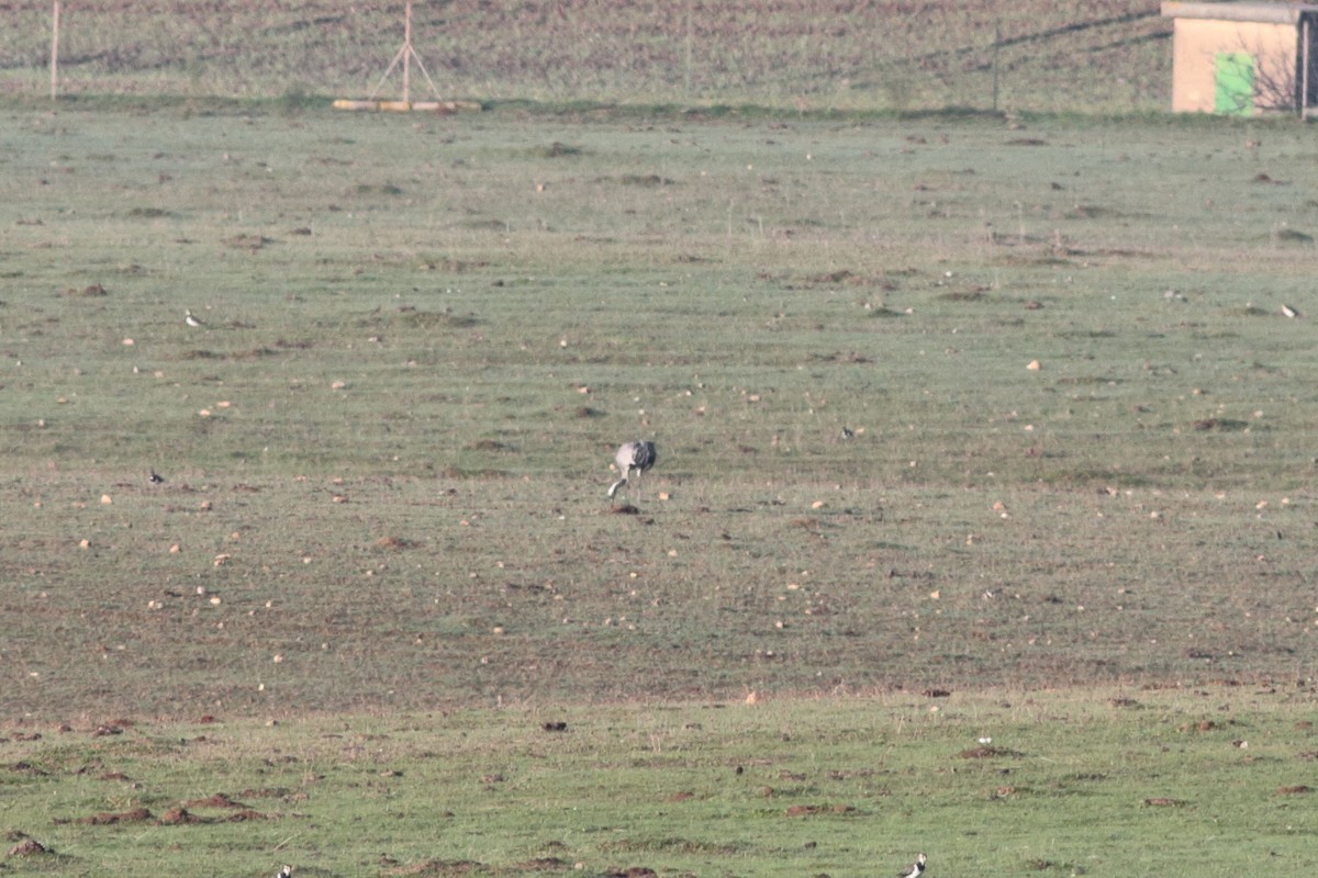 Grulla Común - ML202384331