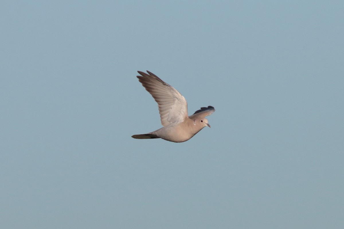 Eurasian Collared-Dove - ML202384861