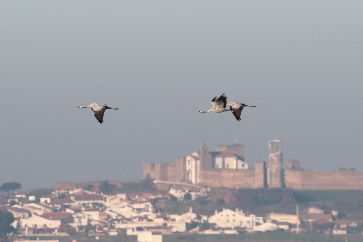 Grulla Común - ML202385021