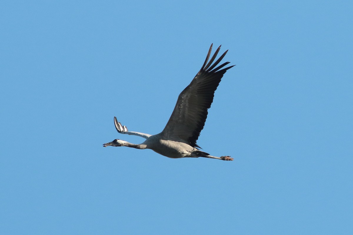 Common Crane - ML202385431