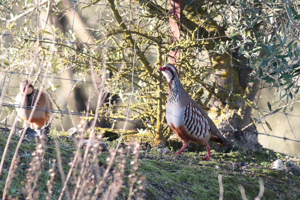 Red-legged Partridge - ML202385661