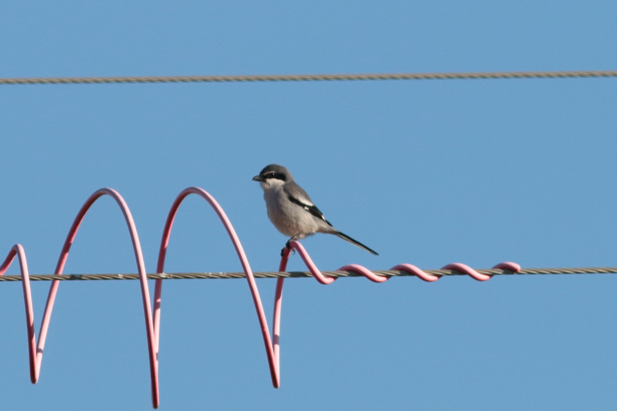 Iberian Gray Shrike - ML202386071