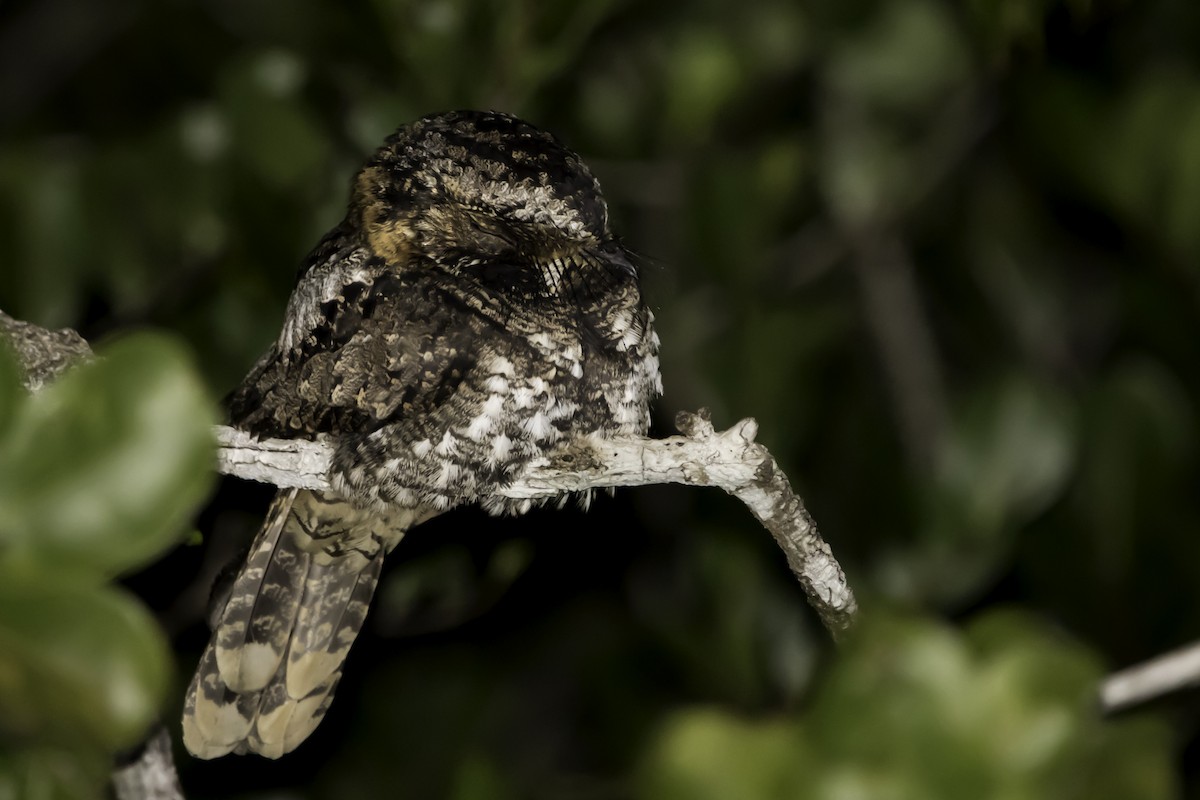 Yucatan Nightjar - Jorge Eduardo Ruano