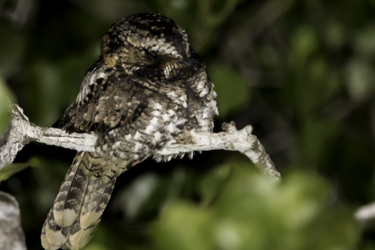 Yucatan Nightjar - Jorge Eduardo Ruano