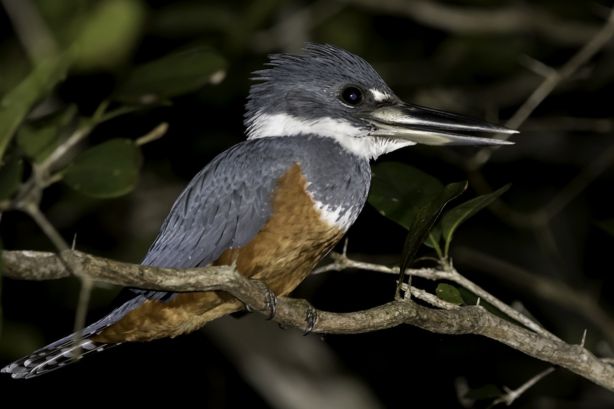 Ringed Kingfisher - Jorge Eduardo Ruano