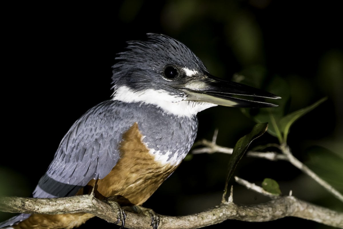 Ringed Kingfisher - Jorge Eduardo Ruano