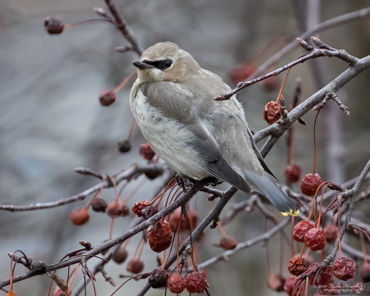 Cedar Waxwing - Lorri Howski 🦋