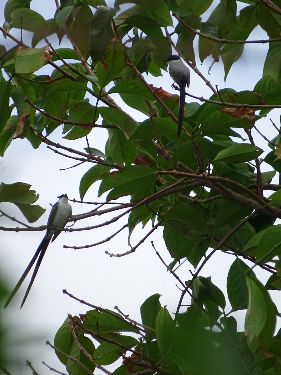 Fork-tailed Flycatcher - karen Gonzalez