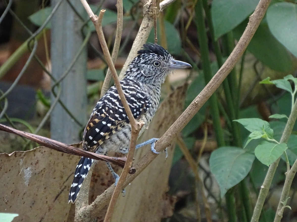 Barred Antshrike - ML202387861