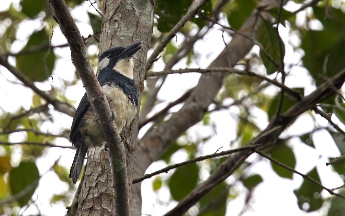 Black-breasted Puffbird - ML202388581