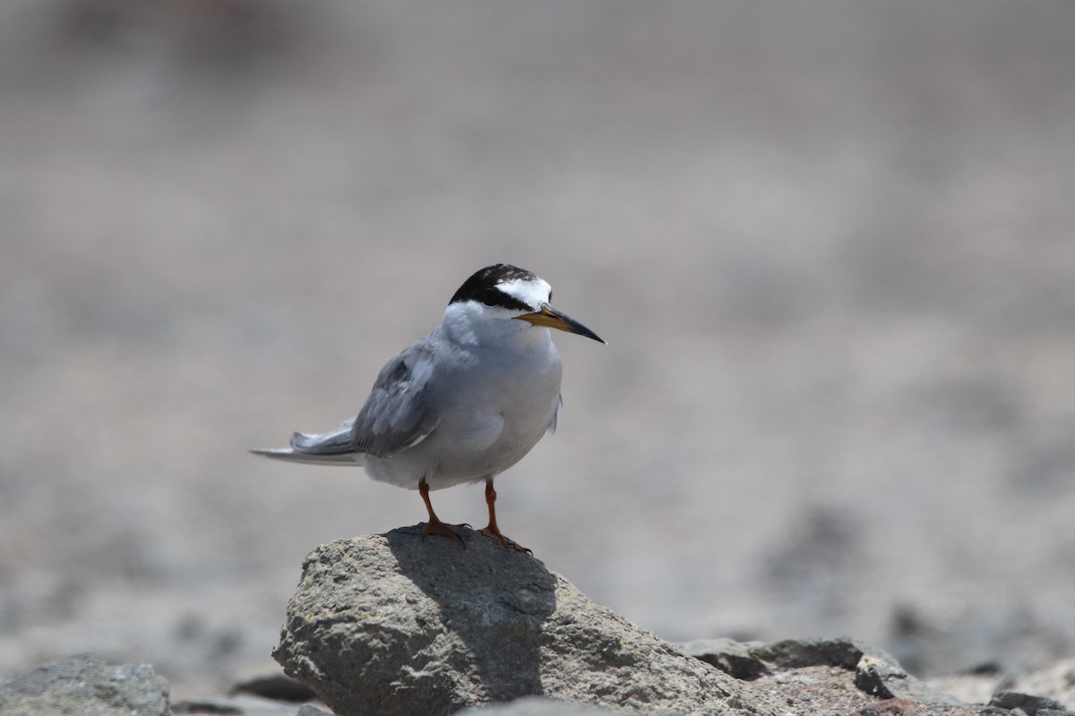 Peruvian Tern - ML202391051