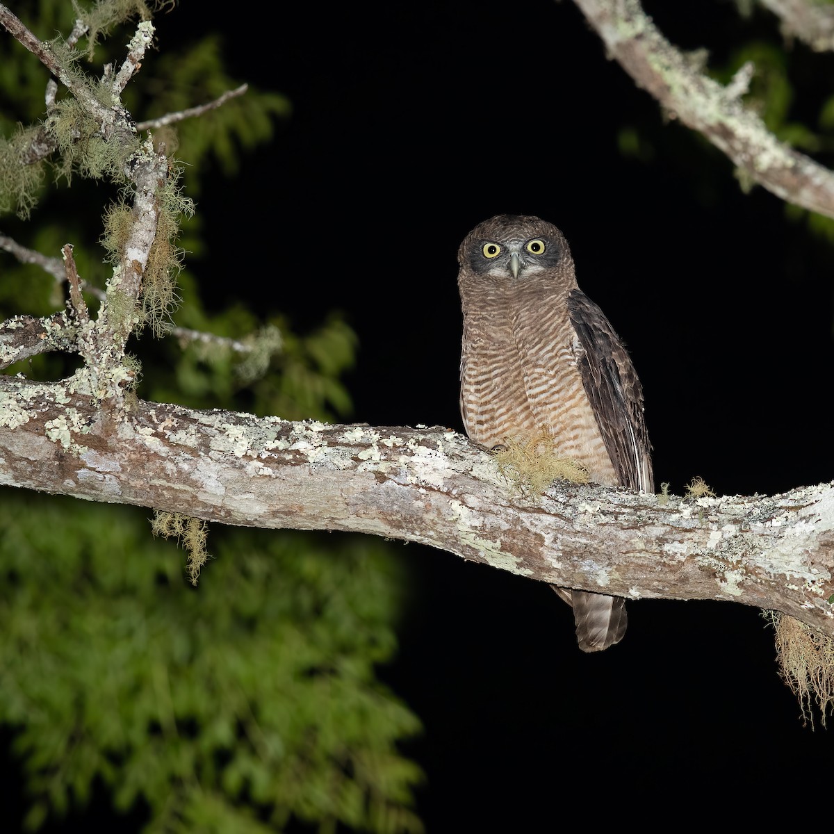 Rufous Owl - ML202391161