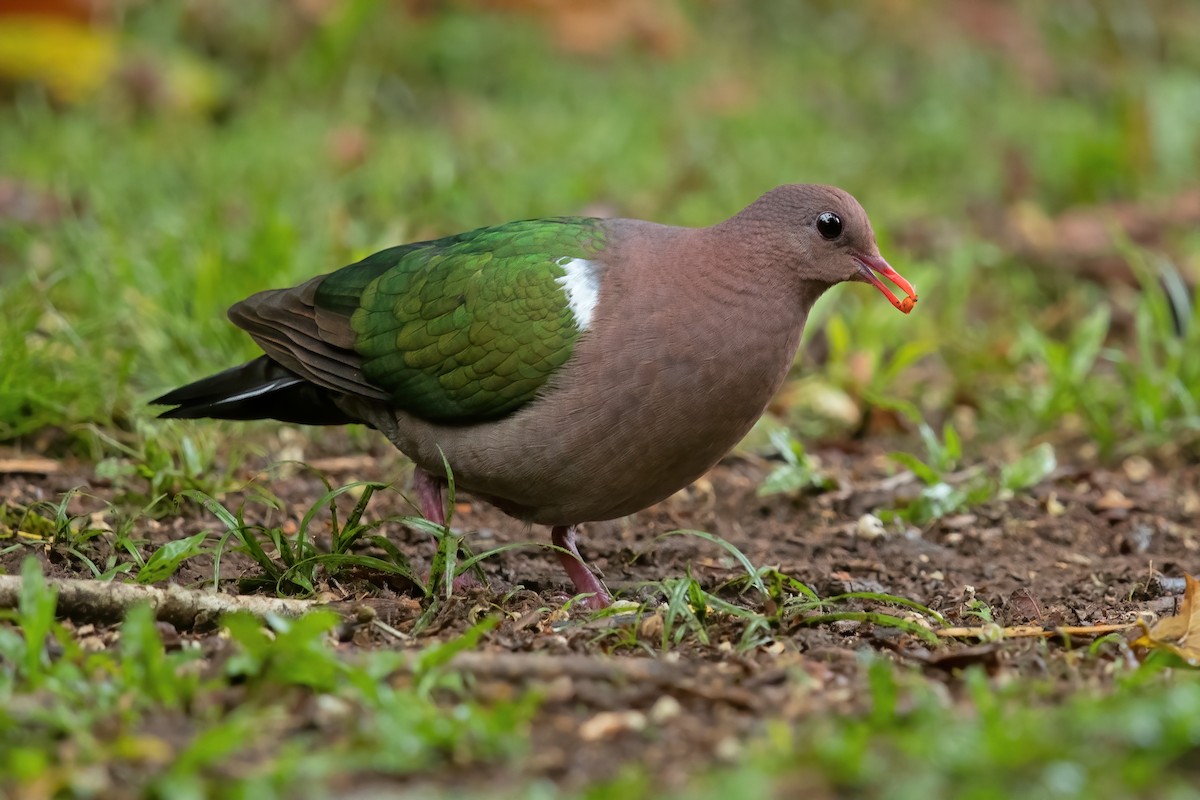 Pacific Emerald Dove - JJ Harrison