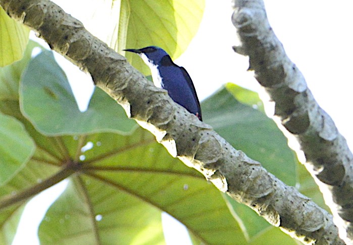 Red-legged Honeycreeper - ML202391861