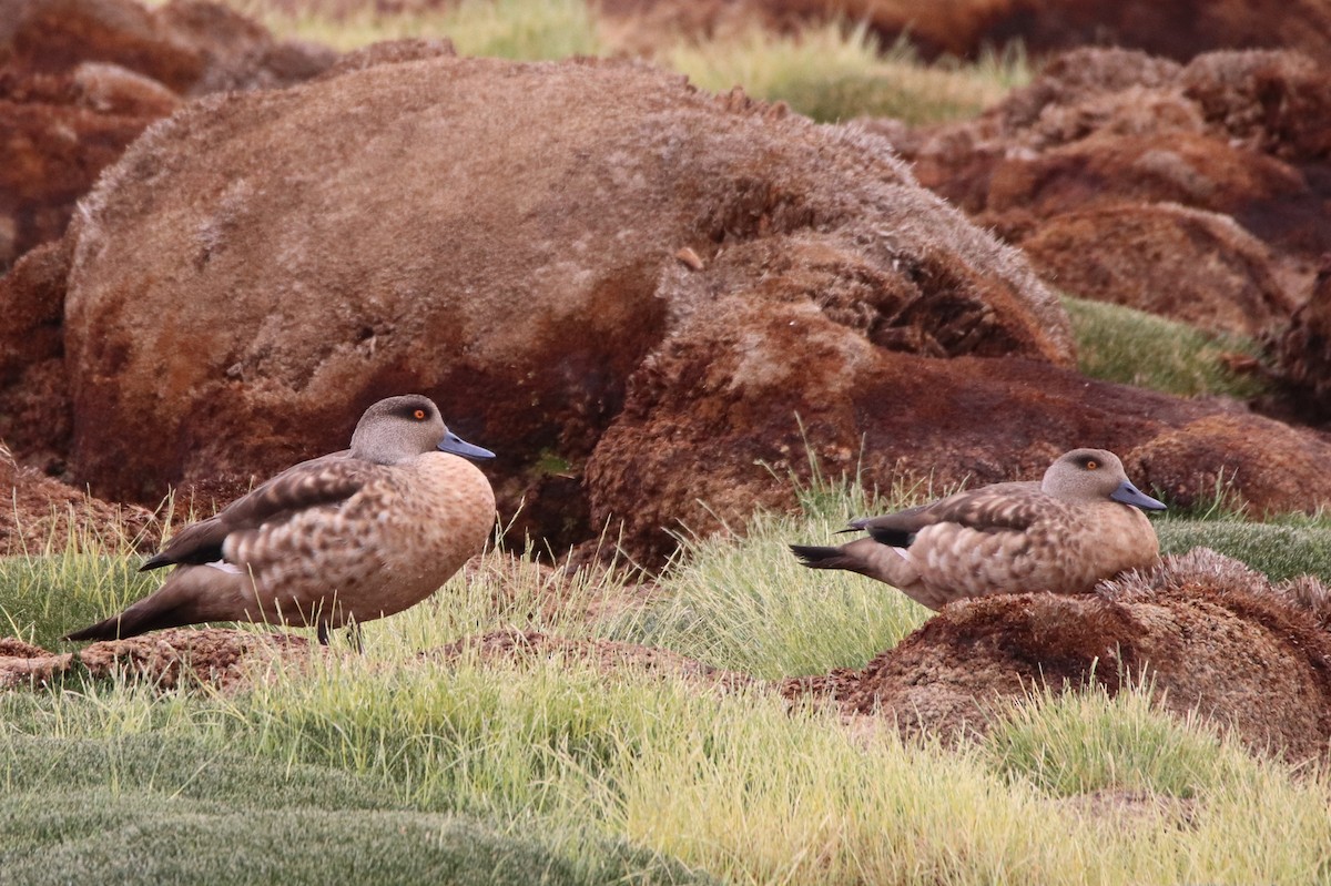 Crested Duck - ML202392291