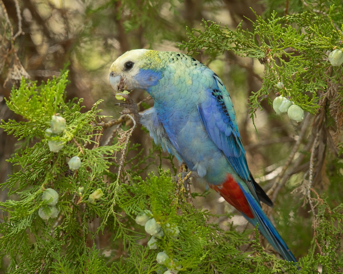 Pale-headed Rosella - ML202393121