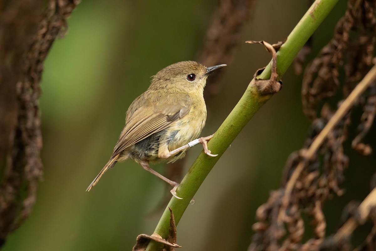 Atherton Scrubwren - ML202393301