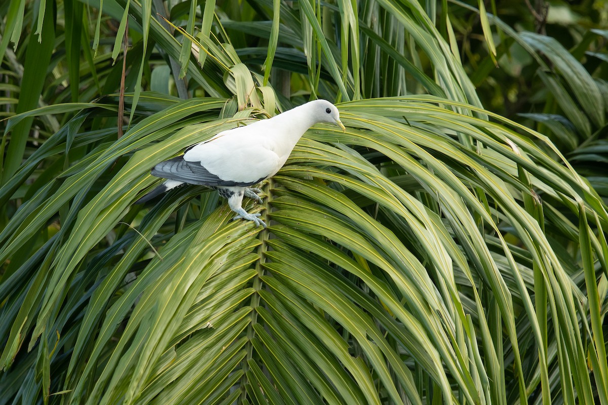 Torresian Imperial-Pigeon - ML202394611