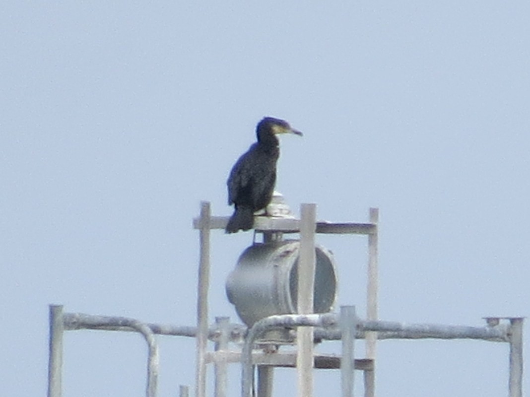 Great Cormorant - ML202394761