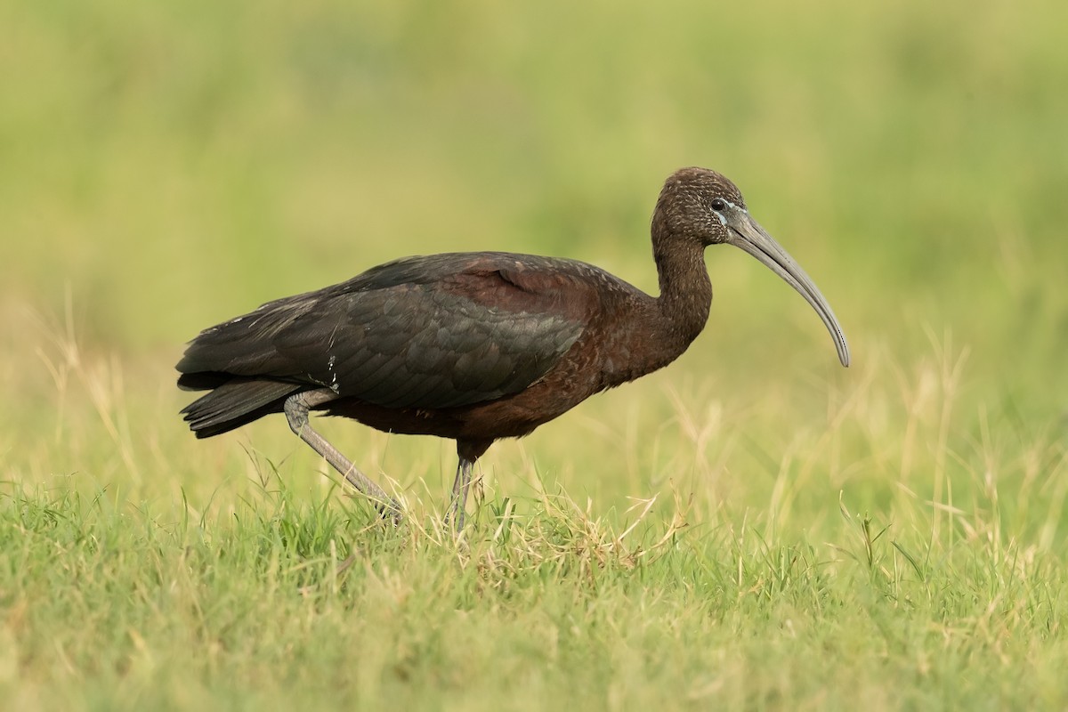 Glossy Ibis - ML202394911