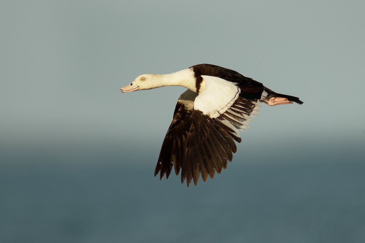 Radjah Shelduck - JJ Harrison