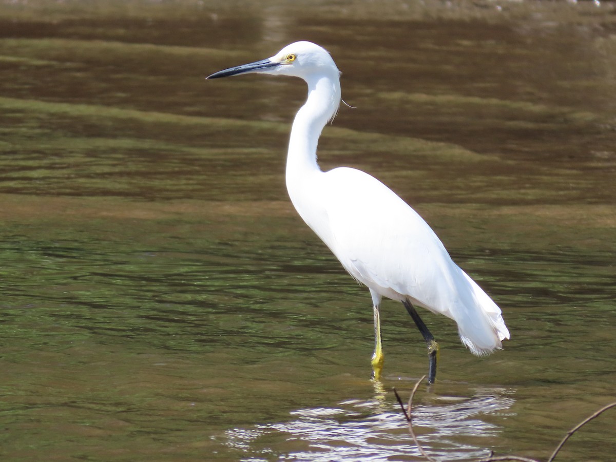 Snowy Egret - Carla Bregman