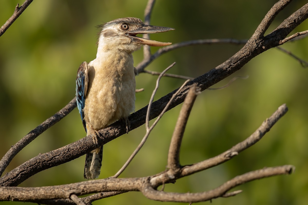 Blue-winged Kookaburra - ML202395331