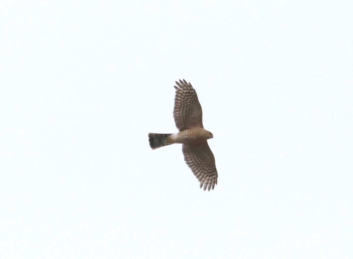 Sharp-shinned Hawk - ML202395781