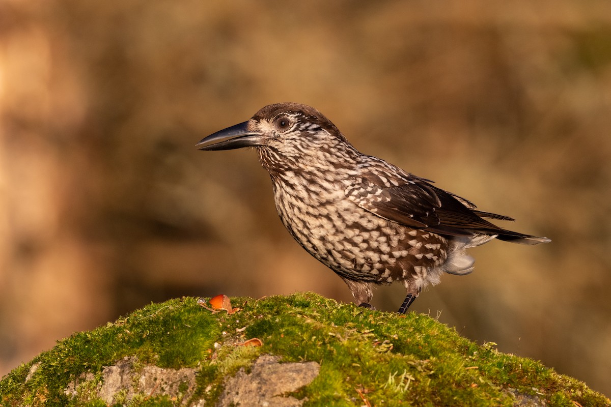 Eurasian Nutcracker - ML202395931