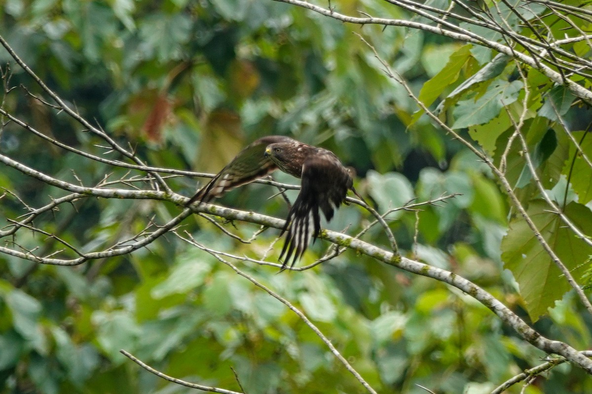 Broad-winged Hawk - ML202397681