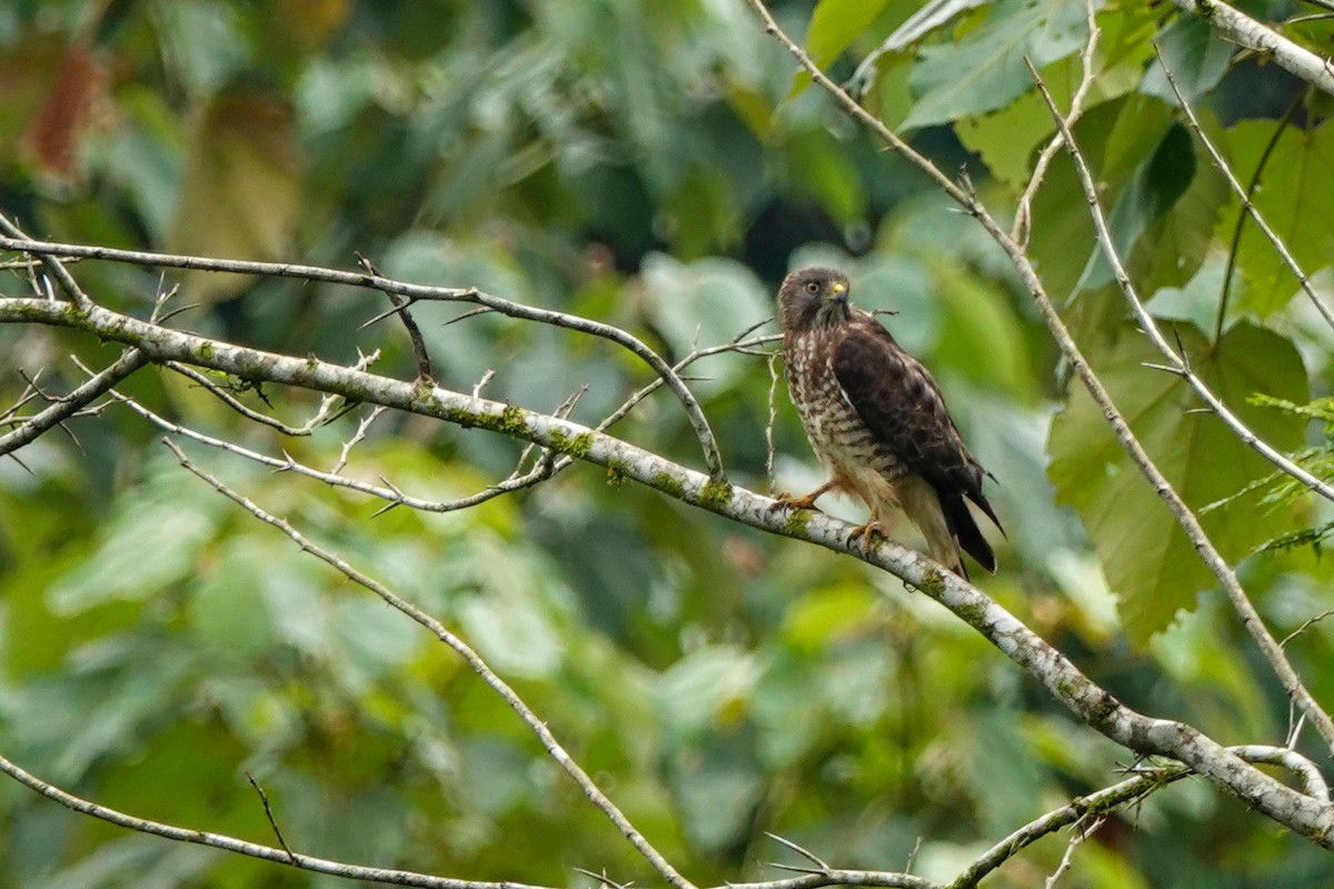 Breitflügelbussard - ML202397691