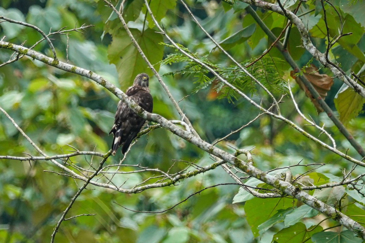 Broad-winged Hawk - Larry Theller