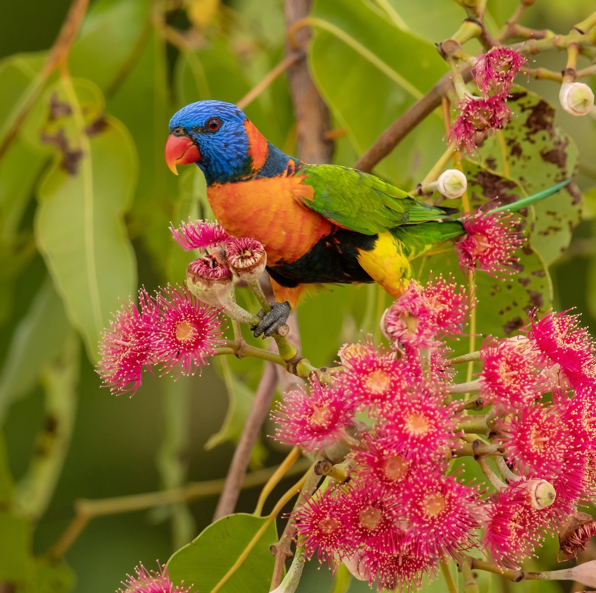 Red-collared Lorikeet - ML202398481